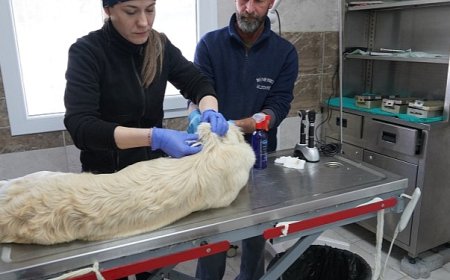 Menemen Belediyesi Depremzede Can Dostlara Sahip Çıktı